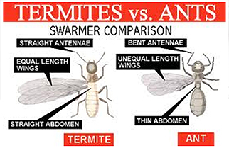 Termites vs. Ants - Infographic